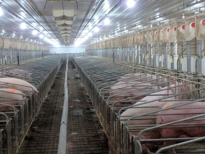 Khi nước Mỹ thừa lợn: Nỗi đau của người nông dân vì Trung Quốc 'quay xe' quá nhanh - Ảnh 2.