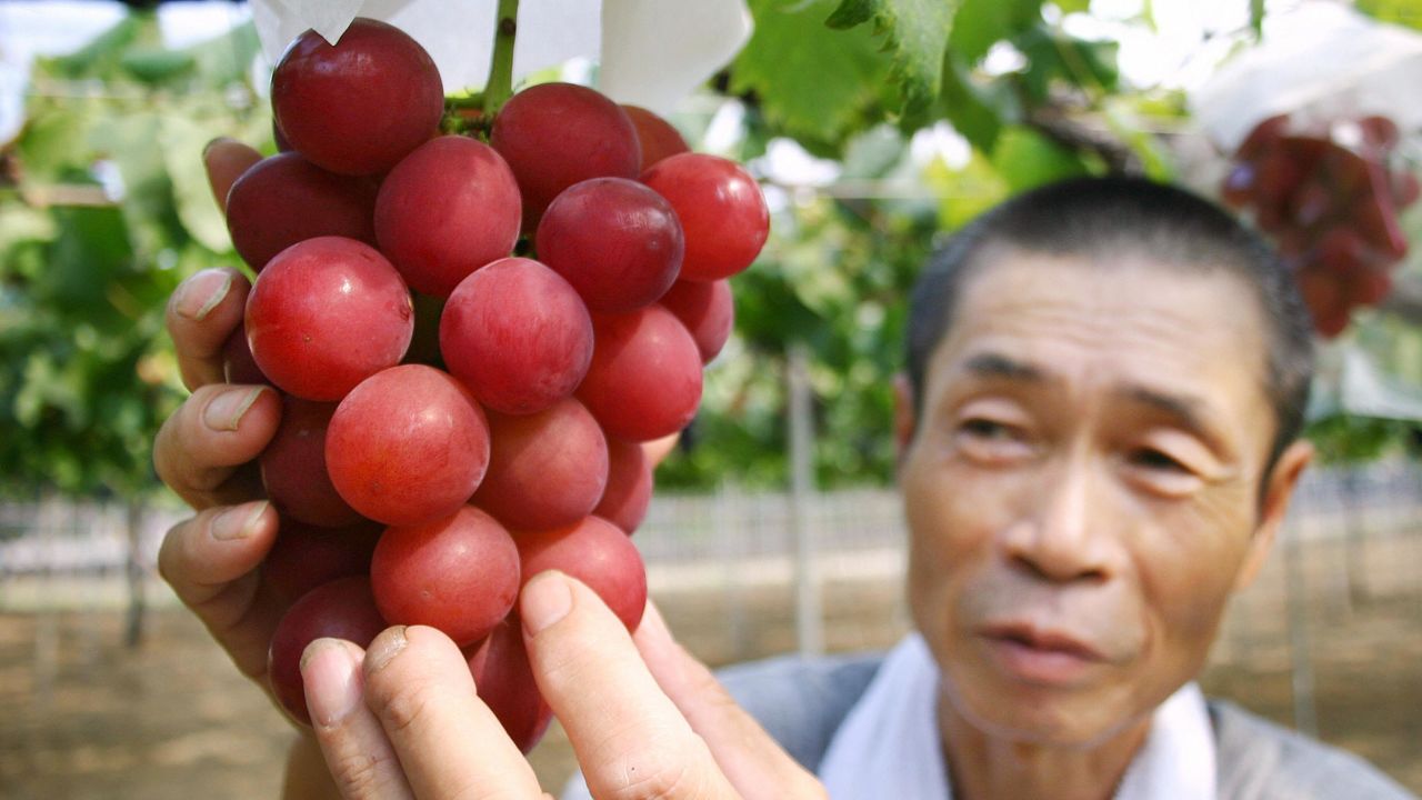 Tại sao Nhật Bản có thể bán được trái cây với mức giá &quot;trên trời&quot;? Không tự nhiên mà cặp dưa hấu giá bằng cả chiếc ô tô, 250 triệu đồng/chùm nho - Ảnh 2.