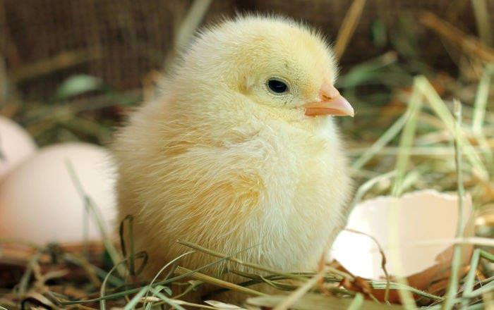 Nova Consumer muốn cắt lỗ mảng trại gà, dừng mở rộng các trang trại heo, kế hoạch lợi nhuận 2023 giảm 94% - Ảnh 1.