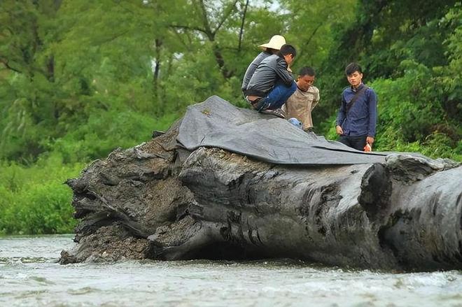 Đào được khúc gỗ 20m "đen sì" từ dưới sông, anh nông dân run rẩy khi nghe chuyên gia phán: "Nó đáng giá hàng trăm tỷ đồng" - Ảnh 3.