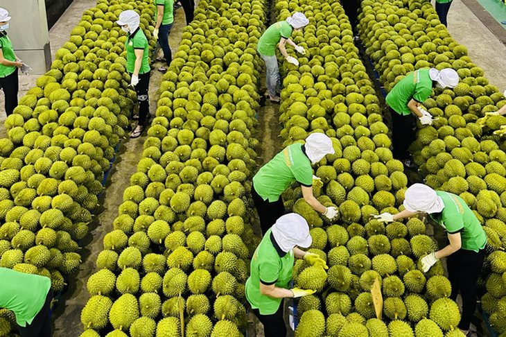 Trung Quốc tiêu thụ gần 1 triệu tấn/năm lại đặc biệt thích hàng Việt Nam - cơ hội vàng để Việt Nam thu tỷ USD từ xuất khẩu loại 'trái cây vua' này - Ảnh 1.