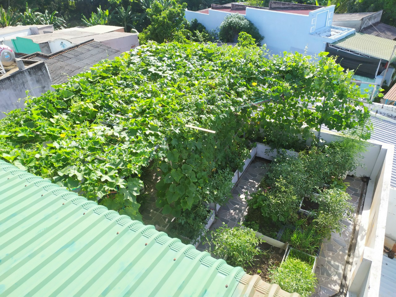 Khu vườn sân thượng 70m2 trĩu nặng rau quả từ căn nhà phố ở Bình Thuận - Ảnh 4.