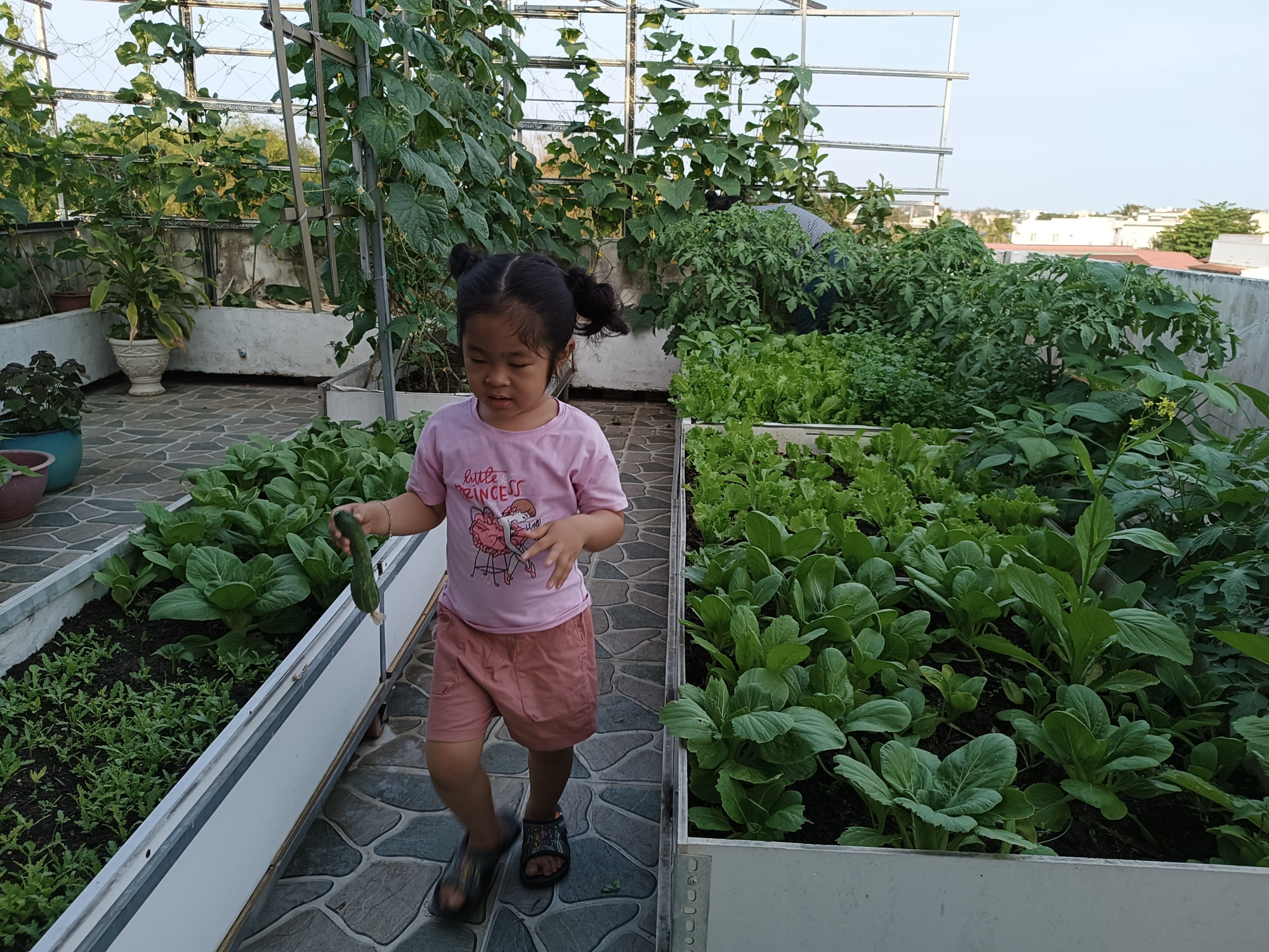 Khu vườn sân thượng 70m2 trĩu nặng rau quả từ căn nhà phố ở Bình Thuận - Ảnh 5.