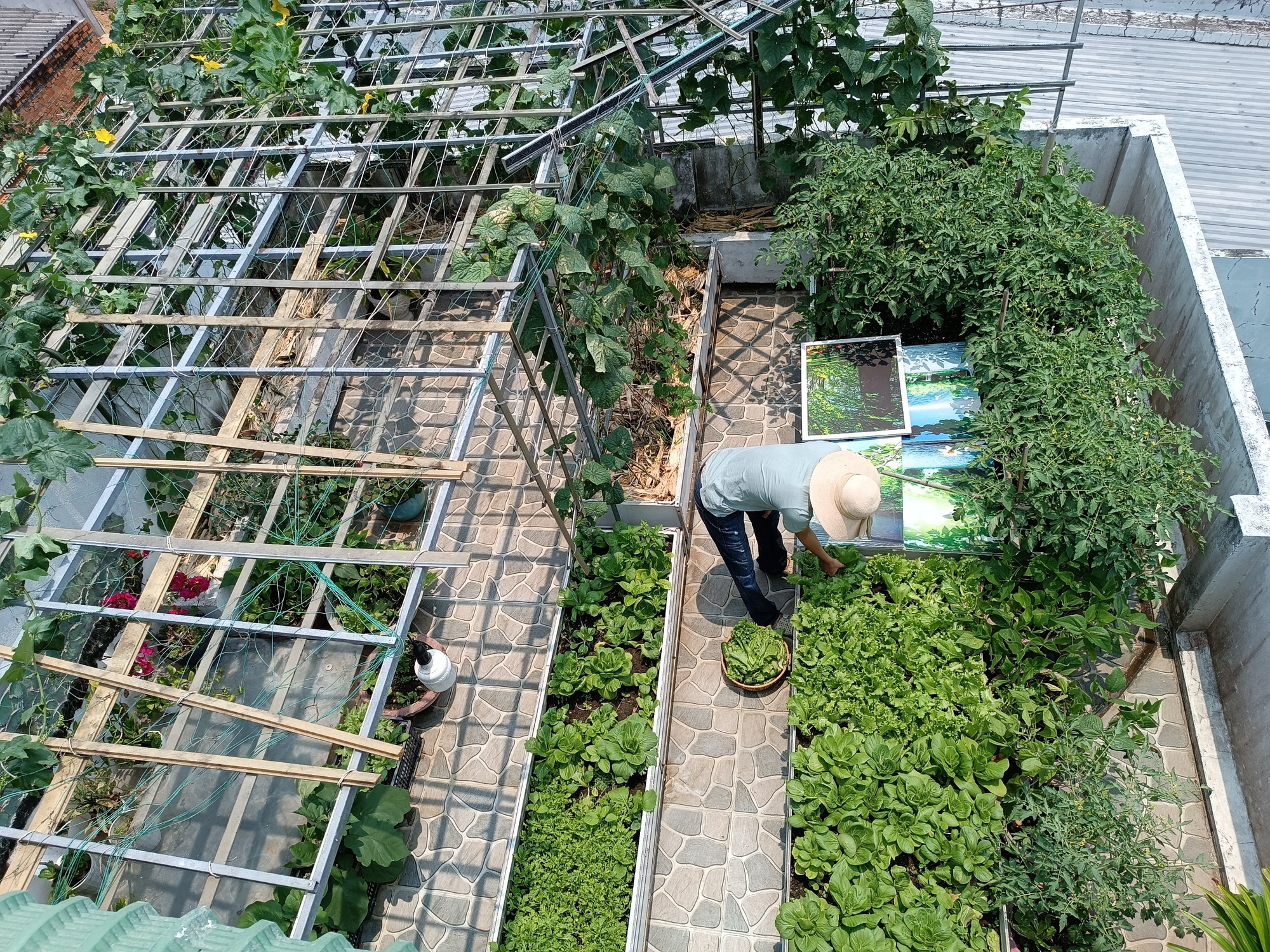 Khu vườn sân thượng 70m2 trĩu nặng rau quả từ căn nhà phố ở Bình Thuận - Ảnh 1.