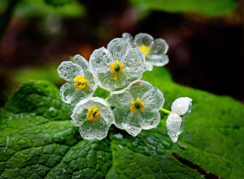 Loài hoa quý hiếm nhất nhì hành tinh cứ trời mưa là &quot;tàng hình&quot;, đẹp lộng lẫy như tinh linh trong truyện tranh Nhật Bản - Ảnh 1.