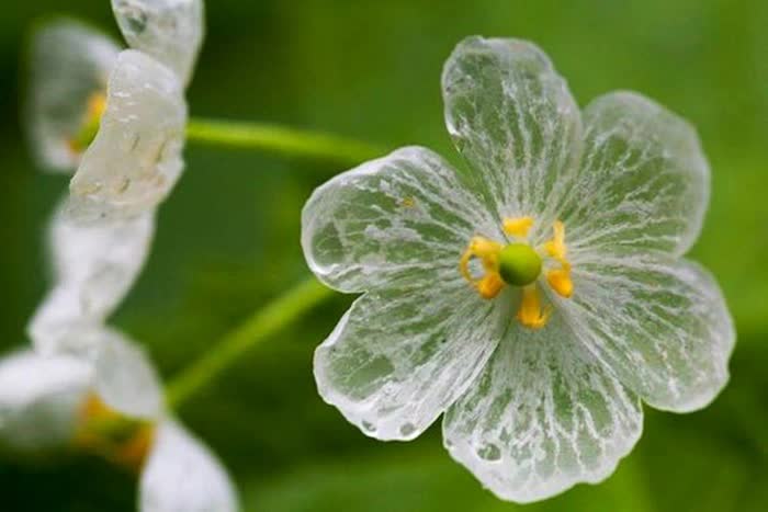 Loài hoa quý hiếm nhất nhì hành tinh cứ trời mưa là &quot;tàng hình&quot;, đẹp lộng lẫy như tinh linh trong truyện tranh Nhật Bản - Ảnh 3.
