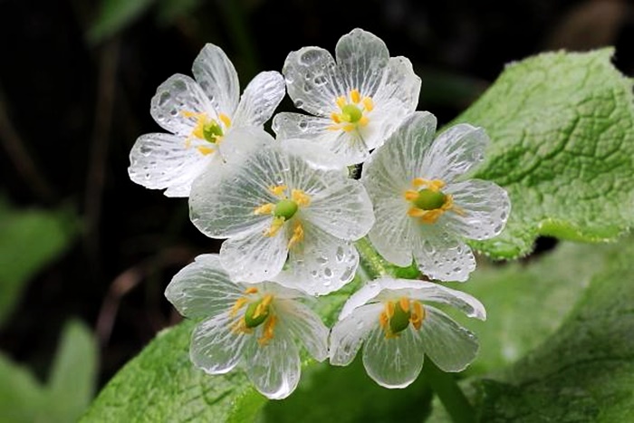 Loài hoa quý hiếm nhất nhì hành tinh cứ trời mưa là &quot;tàng hình&quot;, đẹp lộng lẫy như tinh linh trong truyện tranh Nhật Bản - Ảnh 7.