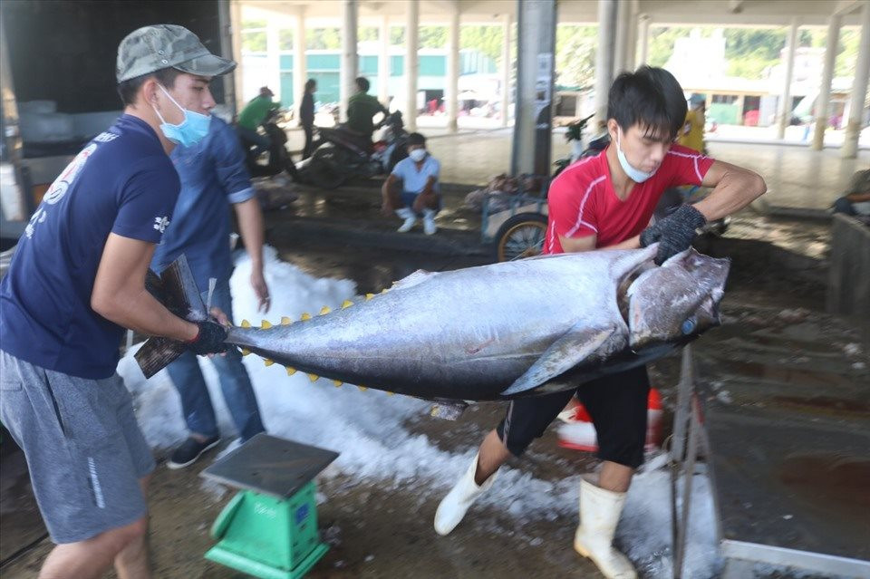 Trong 4 tháng, hai nước Mỹ Latin chi 12 triệu USD chỉ để mua một loại cá biển của Việt Nam, tăng gần gấp đôi năm ngoái - Ảnh 2.