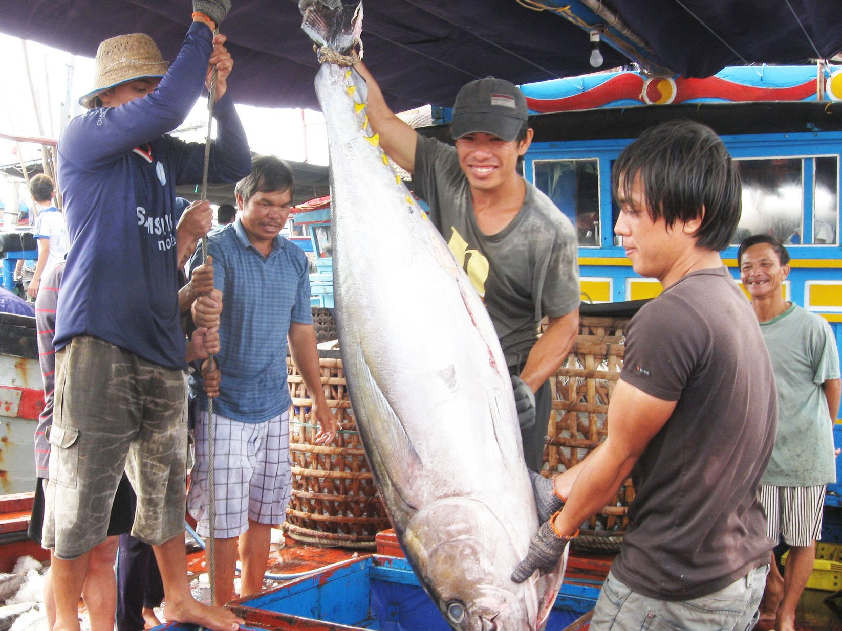 Trong 4 tháng, hai nước Mỹ Latin chi 12 triệu USD chỉ để mua một loại cá biển của Việt Nam, tăng gần gấp đôi năm ngoái - Ảnh 1.