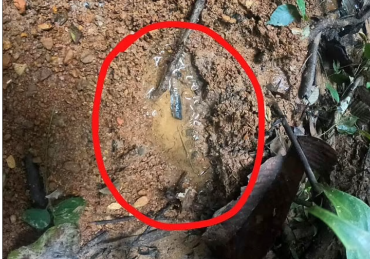 Những món đồ đáng kinh ngạc được tìm thấy khi 4 đứa trẻ mất tích trong rừng Amazon - Ảnh 2.