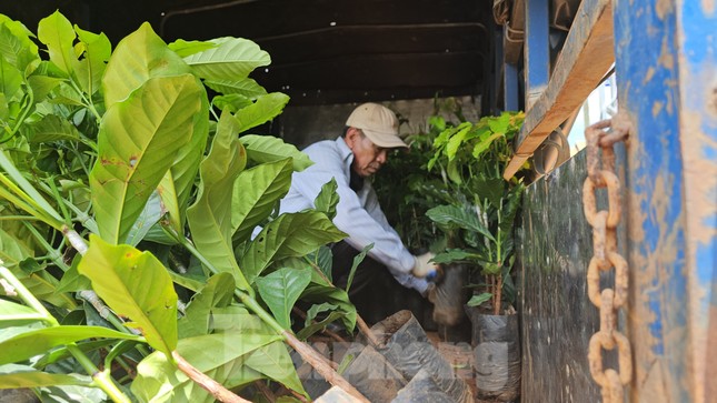 Giá cà phê tăng vọt, cây giống ‘cháy hàng' ở Đắk Lắk - Ảnh 4.