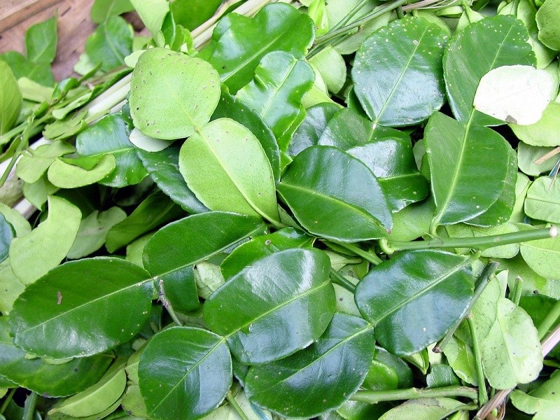 Lá chanh có tác dụng giúp trẻ lâu, ngừa ung thư, nhưng cần ghi nhớ lưu ý khi dùng