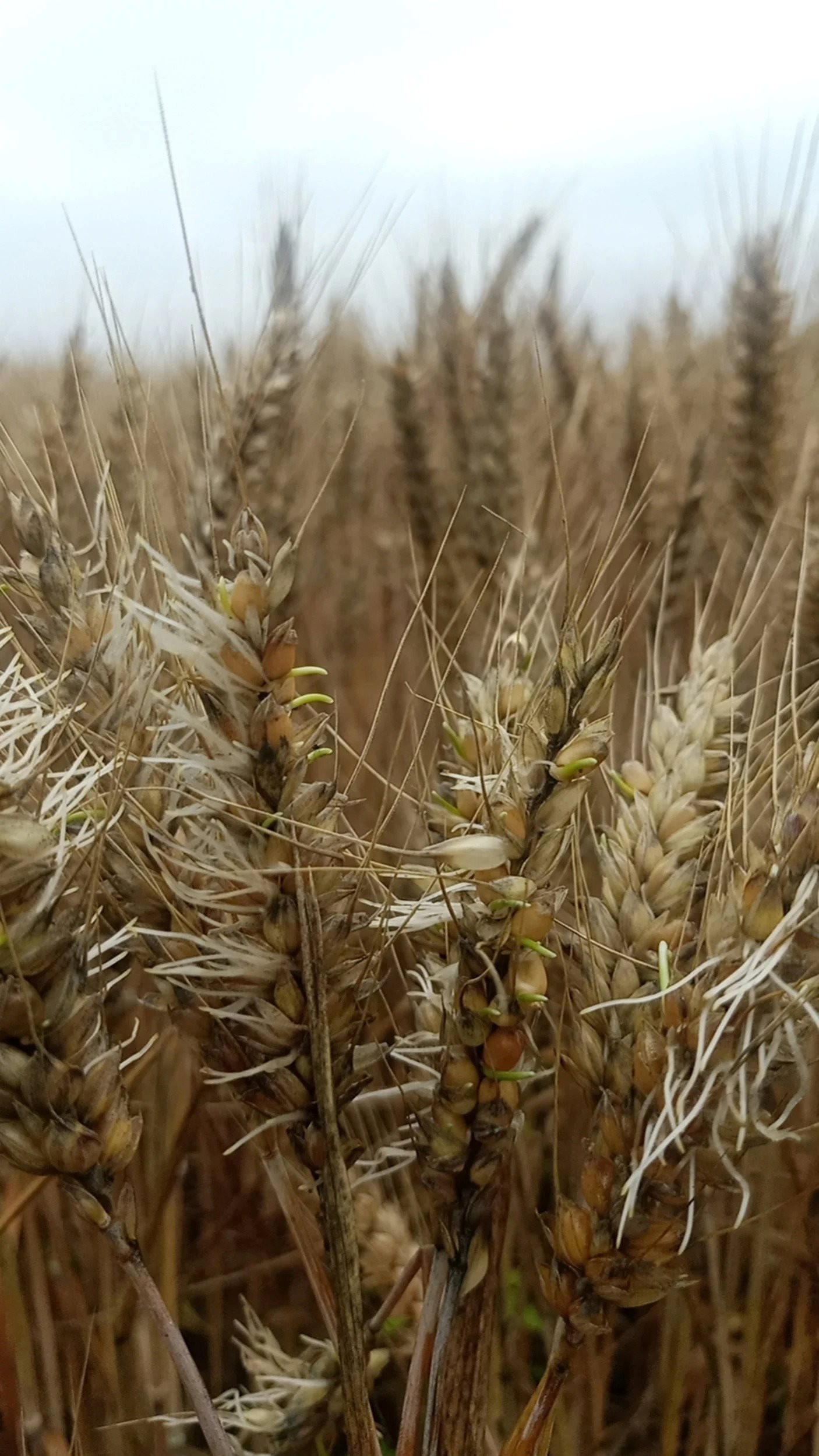 Quốc gia sản xuất lớn nhất mất hàng triệu tấn lúa mì ngay trước thu hoạch, giá toàn cầu có nguy cơ bị ảnh hưởng - Ảnh 2.