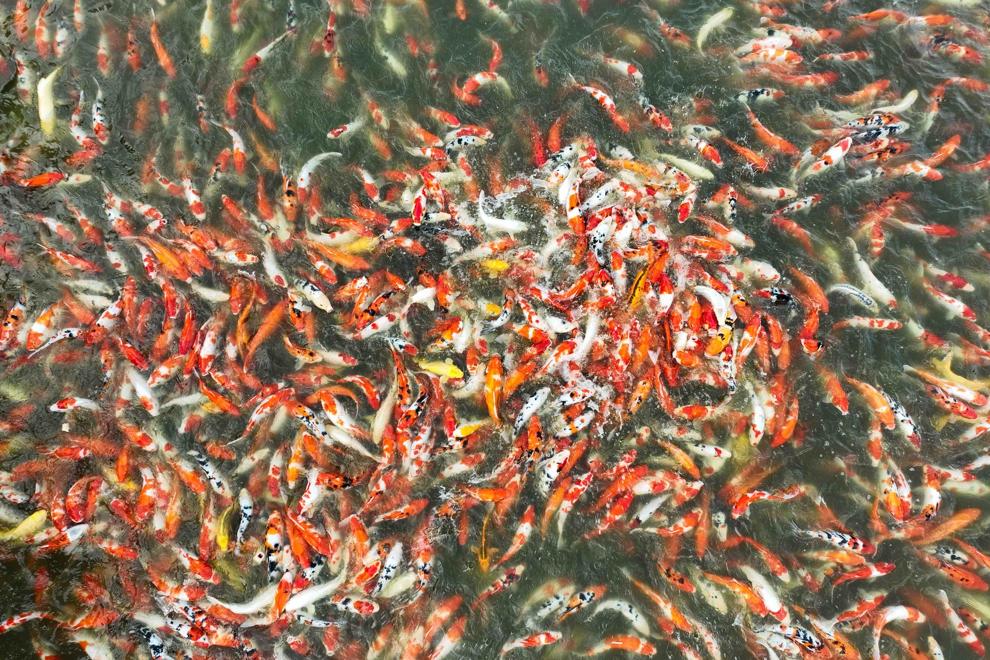 Ngất ngây sắc màu của vạn con cá Koi khi đến hồ Tây - Ảnh 2.