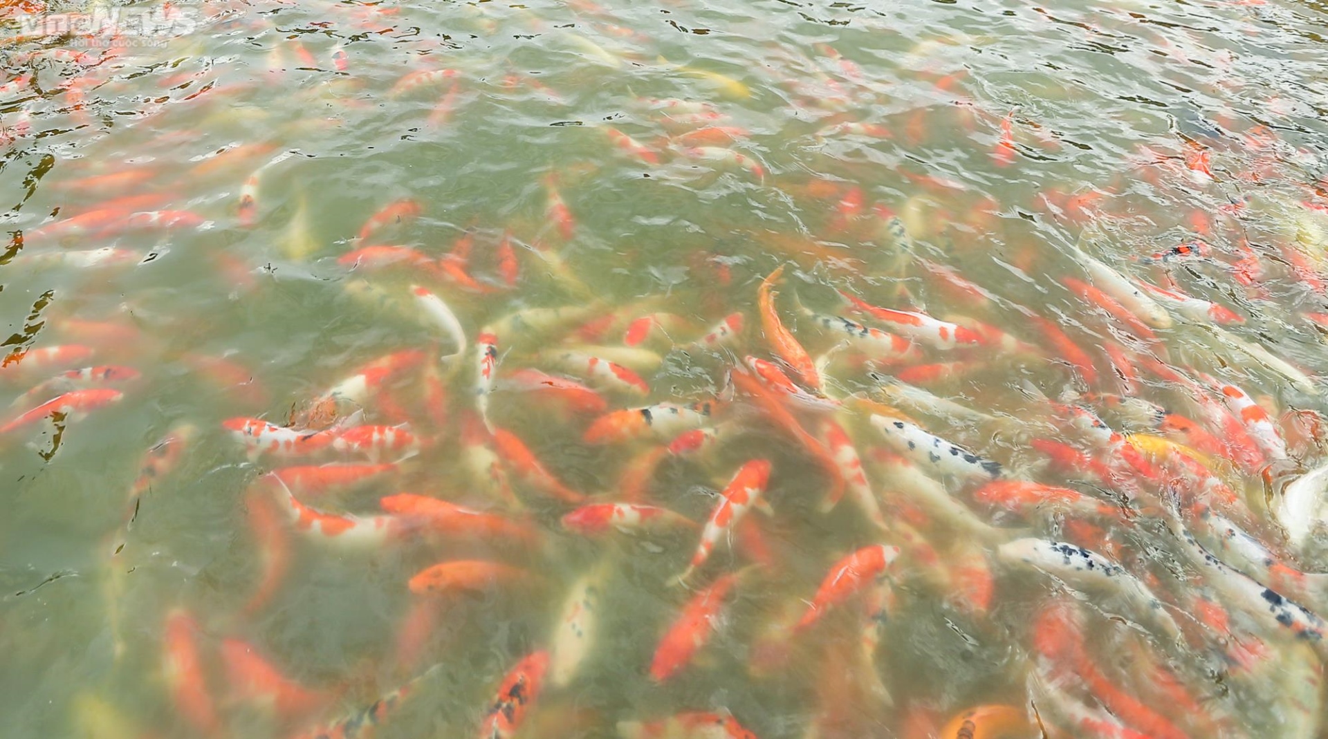 Người dân kéo đến trải nghiệm tại hồ cá Koi lớn nhất Hà Nội - Ảnh 5.