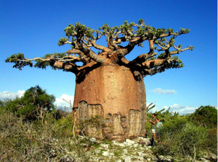 Loài cây kỳ bí có thể trữ 2 tấn nước, đủ cho 4 người dùng trong nửa năm - Ảnh 2.