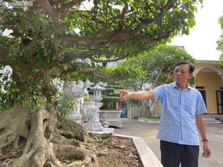 Cận cảnh 'bảo vật' của làng cây cảnh Nam Định, người dân thay nhau chăm sóc, giá nào cũng không bán - Ảnh 3.