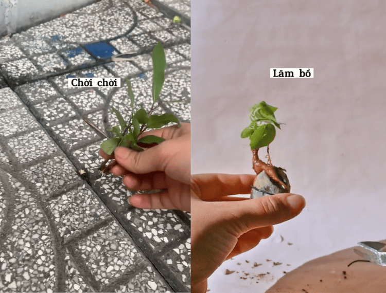 Ngày ngày đi nhặt rêu, nhổ cây dại ven đường, cô gái đem về biến thành những tác phẩm bonsai mini đẹp mắt - Ảnh 2.