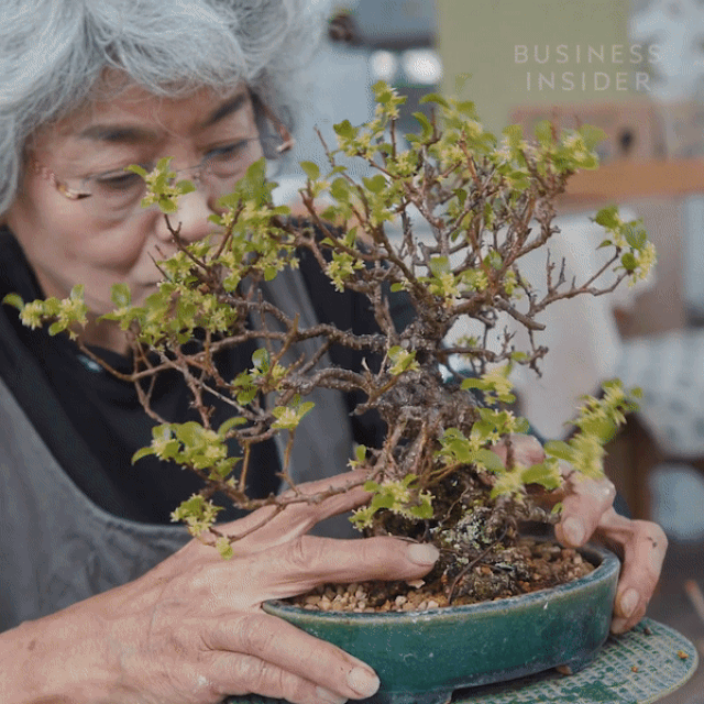 Ngày ngày đi nhặt rêu, nhổ cây dại ven đường, cô gái đem về biến thành những tác phẩm bonsai mini đẹp mắt - Ảnh 5.
