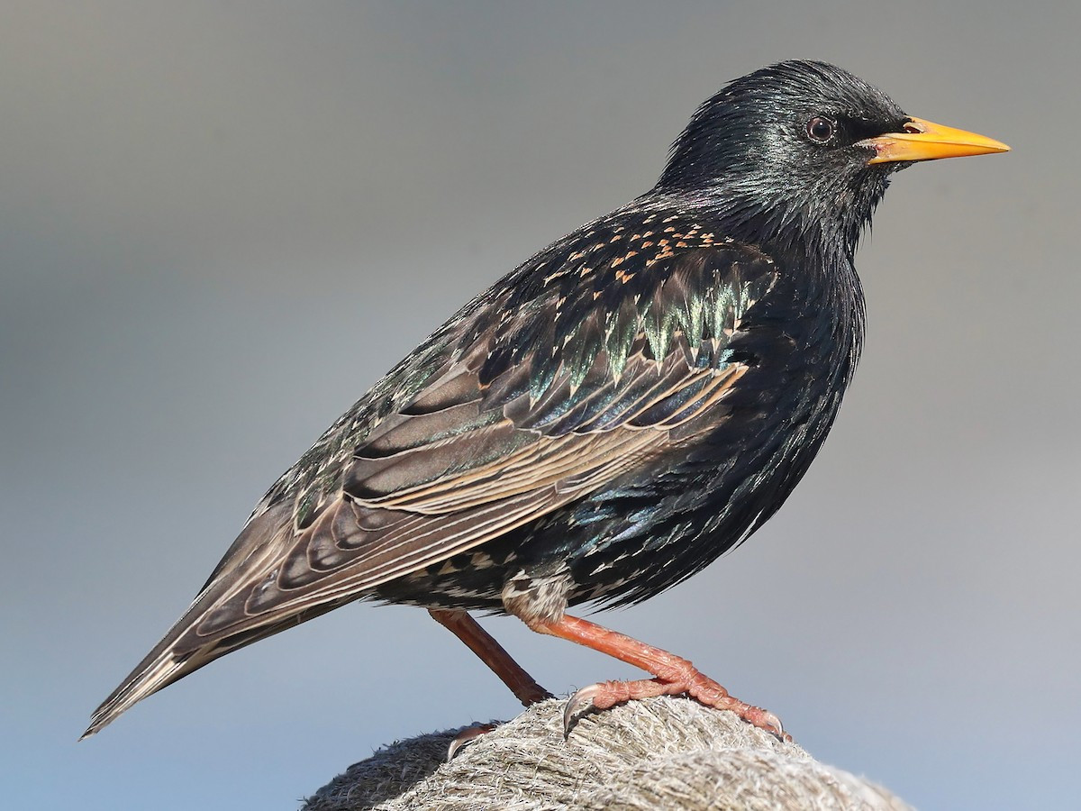 Cách đây 100 năm, người đàn ông phóng sinh 60 con chim lạ khiến nước Mỹ thiệt hại 1 tỷ đô mỗi năm - Ảnh 1.