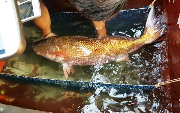Việt Nam có loài cá đặc sản đắt đỏ bậc nhất, trong bụng chứa một thứ quý như vàng - Ảnh 1.
