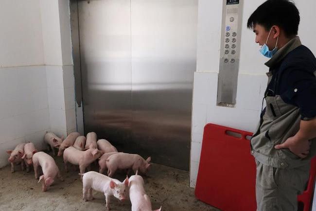 Anh trai đại gia của bầu Thụy sắp đầu tư 2.500 tỷ đồng vào dự án nuôi lợn công nghệ cao tại Thanh Hoá là ai? - Ảnh 1.