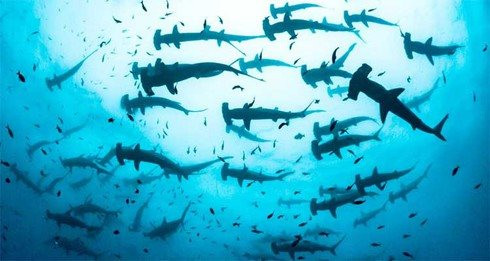 Ròng rã gom suốt nửa năm qua, những cá mập nào đang đặt cược lớn vào cổ phiếu quốc dân HPG - Ảnh 1.