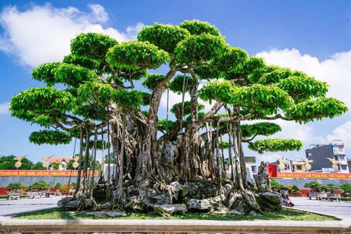 Những cây cảnh đắt nhất Việt Nam, trị giá hàng trăm tỷ khiến dân chơi choáng váng