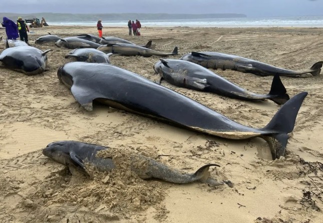 Hàng loạt cá voi hoa tiêu chết ngổn ngang trên bãi biển Scotland - Ảnh 1.