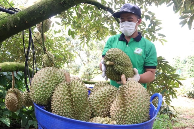 China warns of Vietnamese durian, mango and longan plant violating plant quarantine - Photo 1.