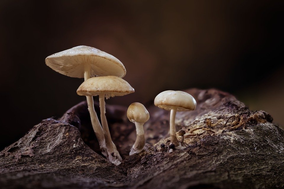 Bài học đắt giá từ trường đời không phải ai cũng biết: Nắm chắc quy luật con cua, nấm và bọ chét trong tay, thành công là chuyện sớm muộn - Ảnh 2.