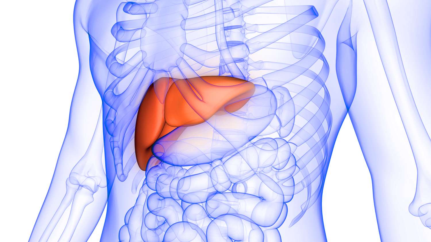 Đau vị trí này ở bụng có thể báo hiệu bạn đang bị gan nhiễm mỡ - Ảnh 1.