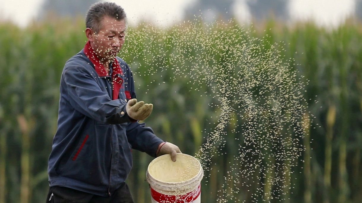 Điểm yếu chí mạng của Trung Quốc trong công cuộc nuôi 1,4 tỷ dân: Thiếu giống nông sản - Ảnh 2.