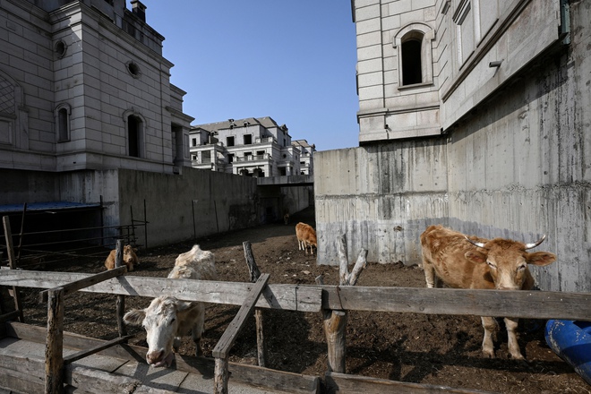 Bên trong “thị trấn ma” với hàng trăm căn biệt thự trị giá hàng tỷ USD mang phong cách Châu Âu ở Trung Quốc: Trở thành nơi chăn thả gia súc, cỏ mọc um tùm trên mái nhà - Ảnh 2.