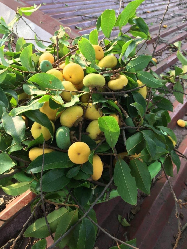 Chị em mê mẩn, thị sáp mini đầu mùa ‘cháy hàng’ - Ảnh 3.