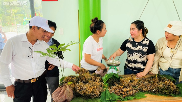 Hơn 2kg sâm giả 'tuồn' vào lễ hội Sâm Ngọc Linh ở Quảng Nam - Ảnh 2.