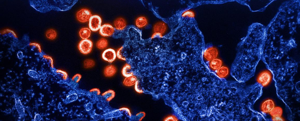 Các nhà khoa học phát hiện ra một biến thể di truyền dường như có thể hạn chế lây nhiễm HIV - Ảnh 1.