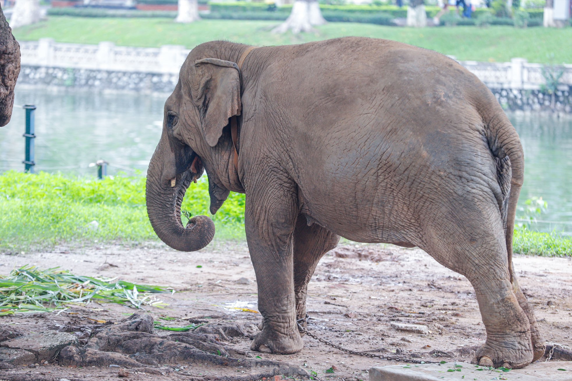 Cận cảnh hai chú voi 'sống khổ' với xiềng xích ở vườn thú Hà Nội - Ảnh 10.
