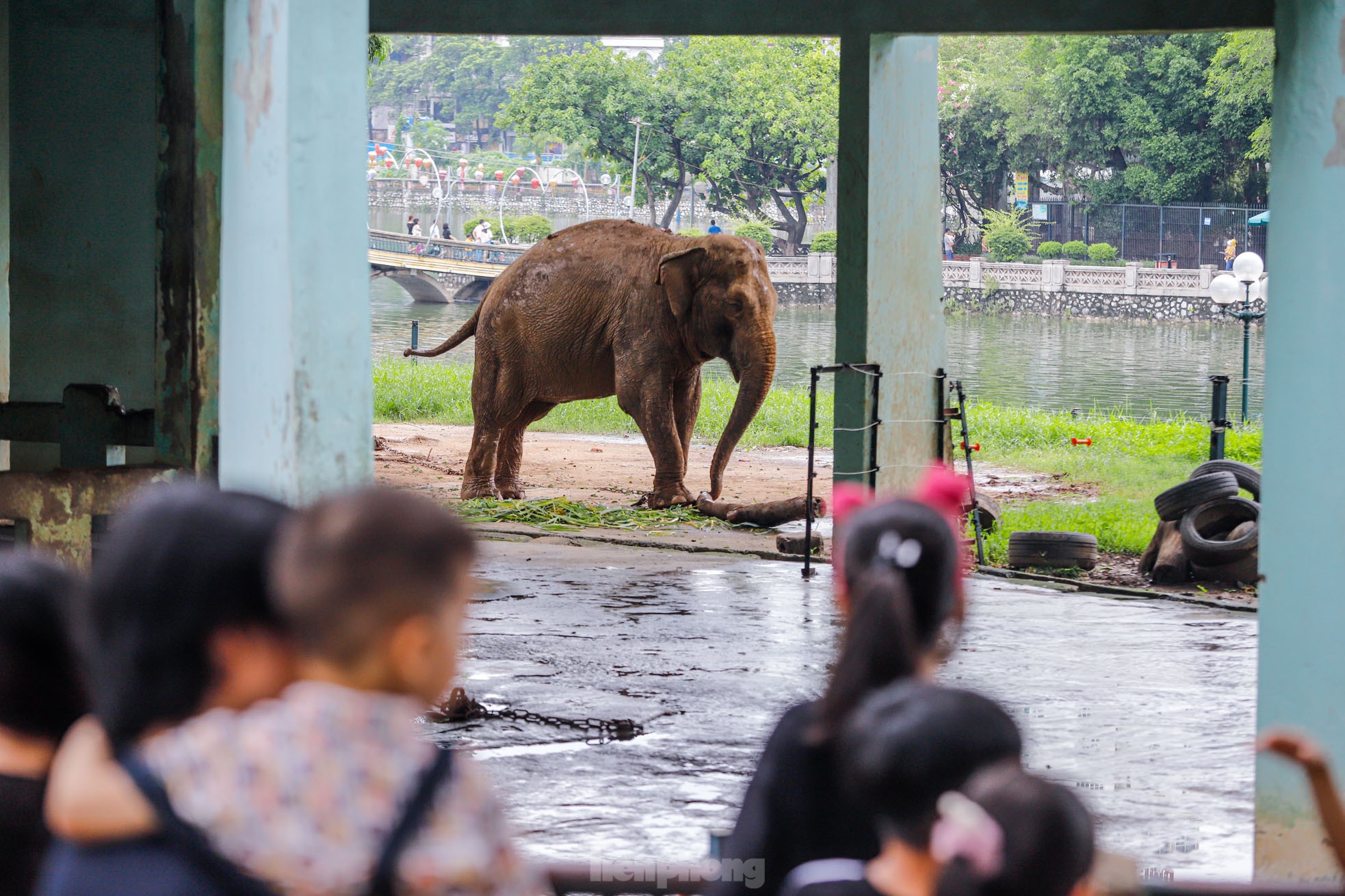 Cận cảnh hai chú voi 'sống khổ' với xiềng xích ở vườn thú Hà Nội - Ảnh 1.