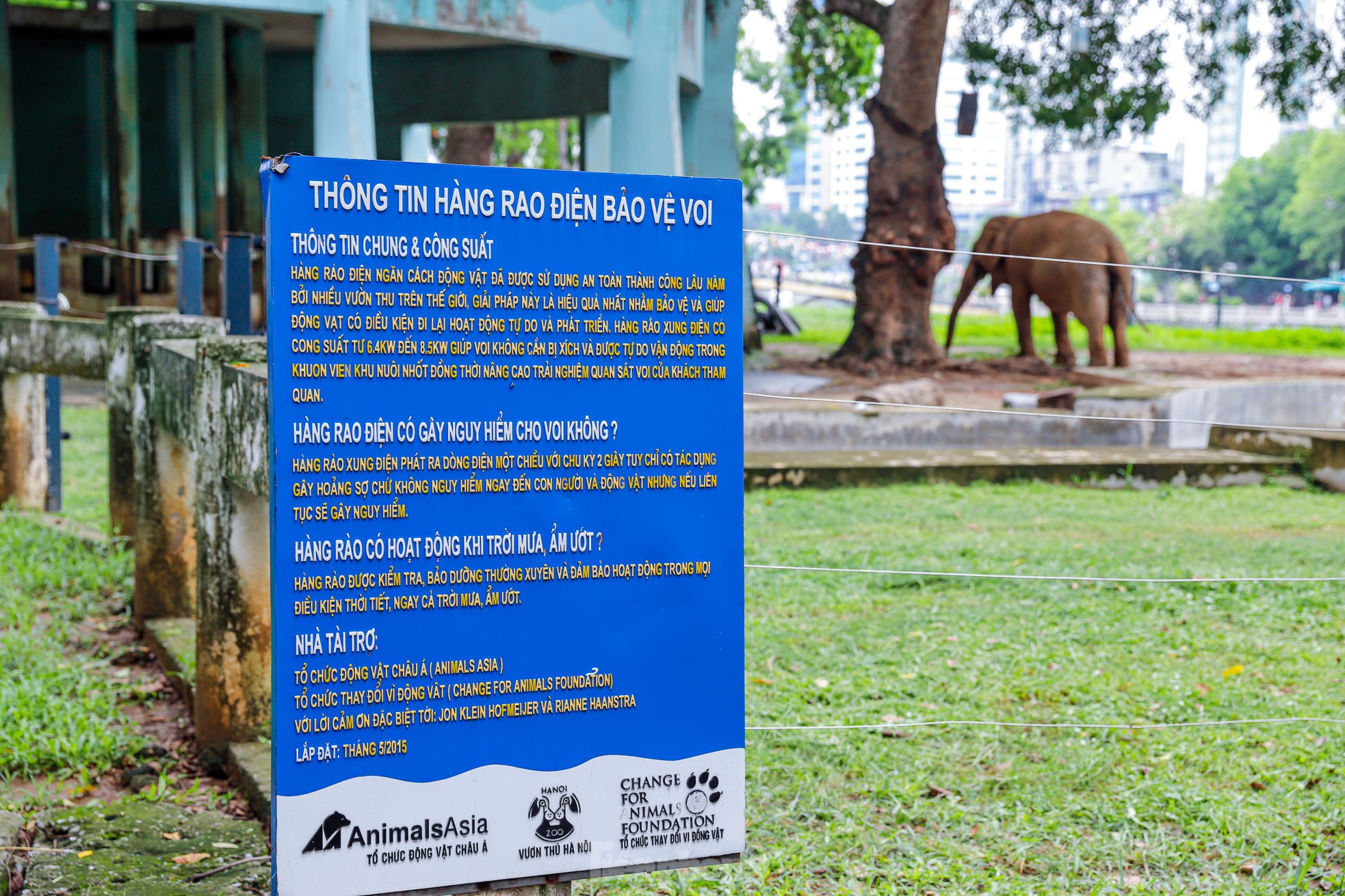 Cận cảnh hai chú voi 'sống khổ' với xiềng xích ở vườn thú Hà Nội - Ảnh 2.