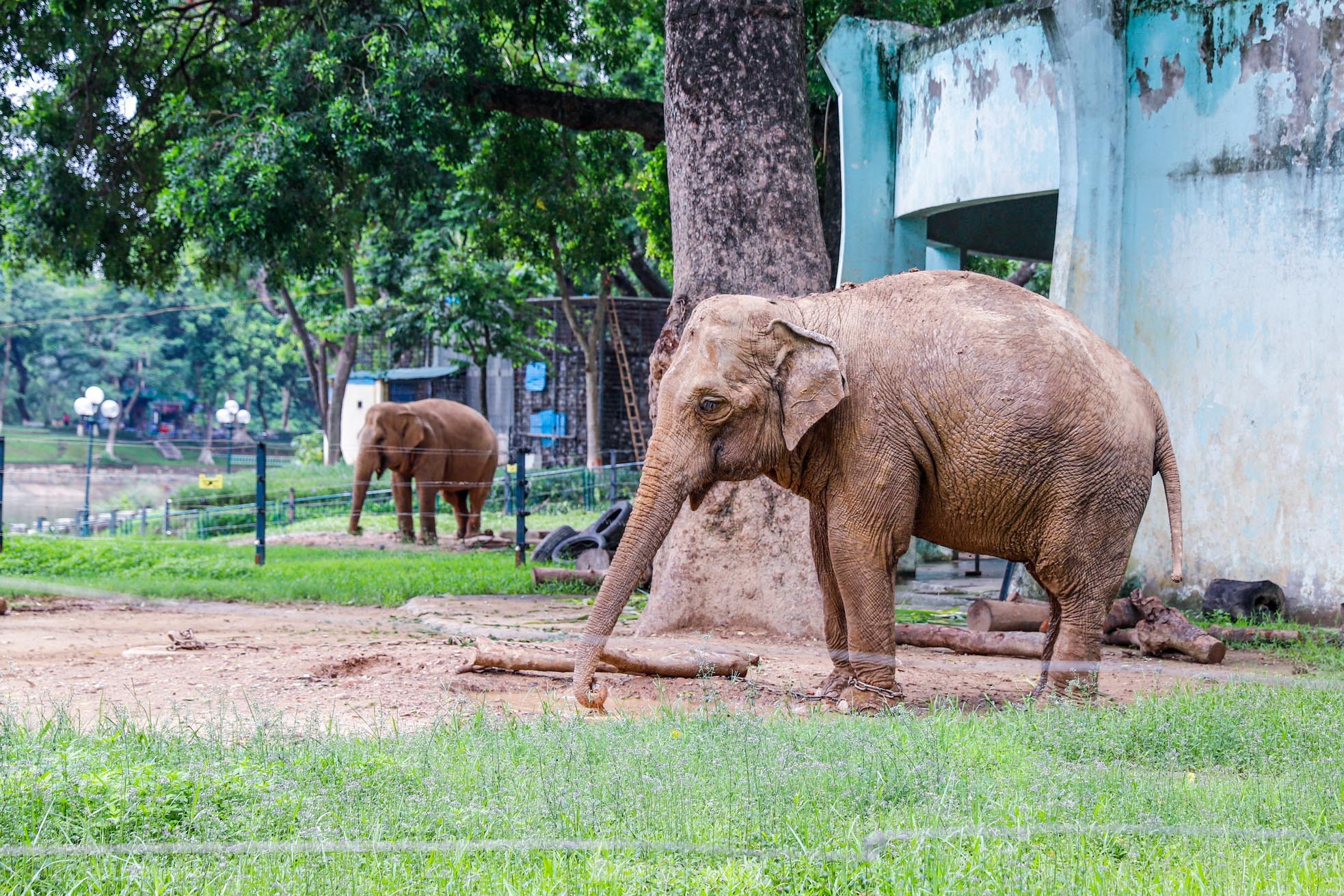 Cận cảnh hai chú voi 'sống khổ' với xiềng xích ở vườn thú Hà Nội - Ảnh 3.