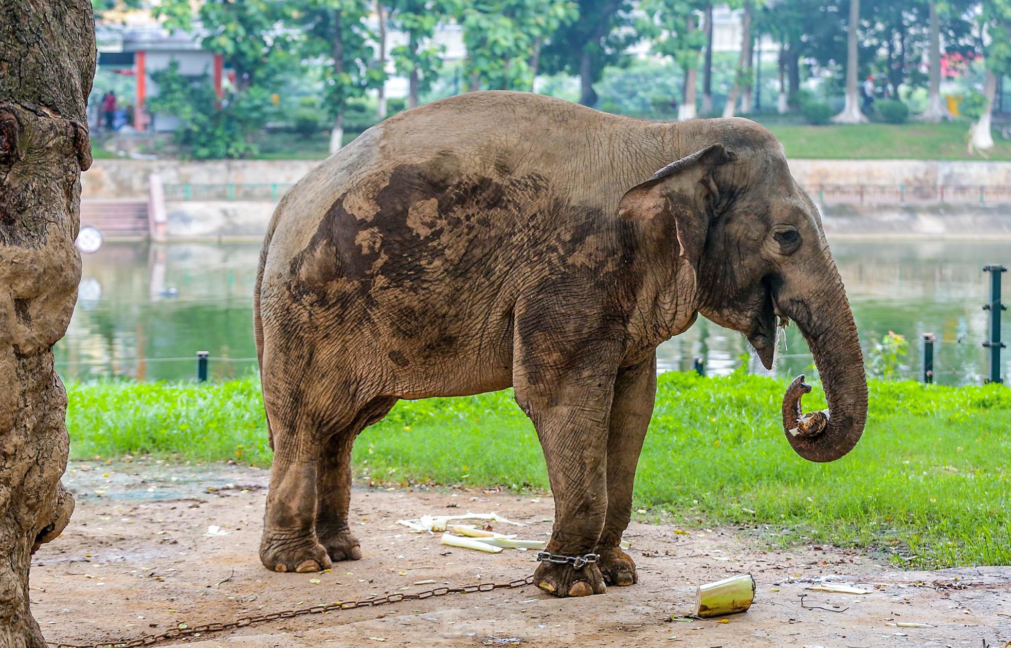 Cận cảnh hai chú voi 'sống khổ' với xiềng xích ở vườn thú Hà Nội - Ảnh 4.