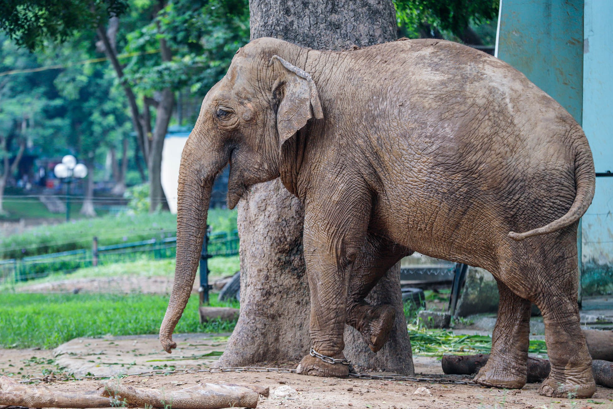 Cận cảnh hai chú voi 'sống khổ' với xiềng xích ở vườn thú Hà Nội - Ảnh 5.