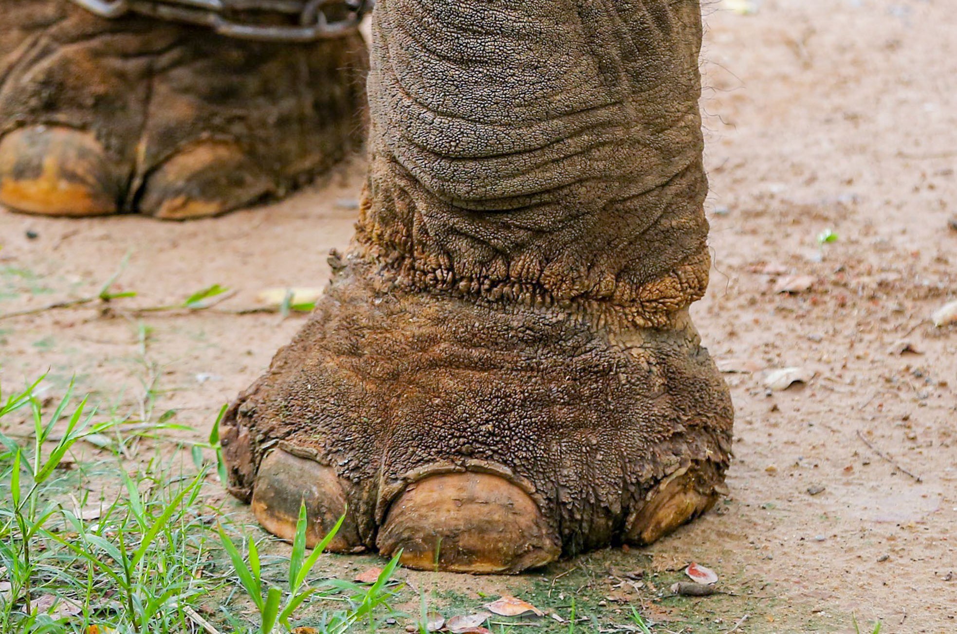 Cận cảnh hai chú voi 'sống khổ' với xiềng xích ở vườn thú Hà Nội - Ảnh 7.