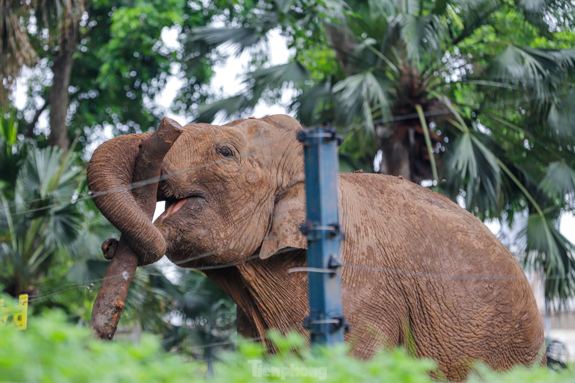 Cận cảnh hai chú voi 'sống khổ' với xiềng xích ở vườn thú Hà Nội - Ảnh 8.