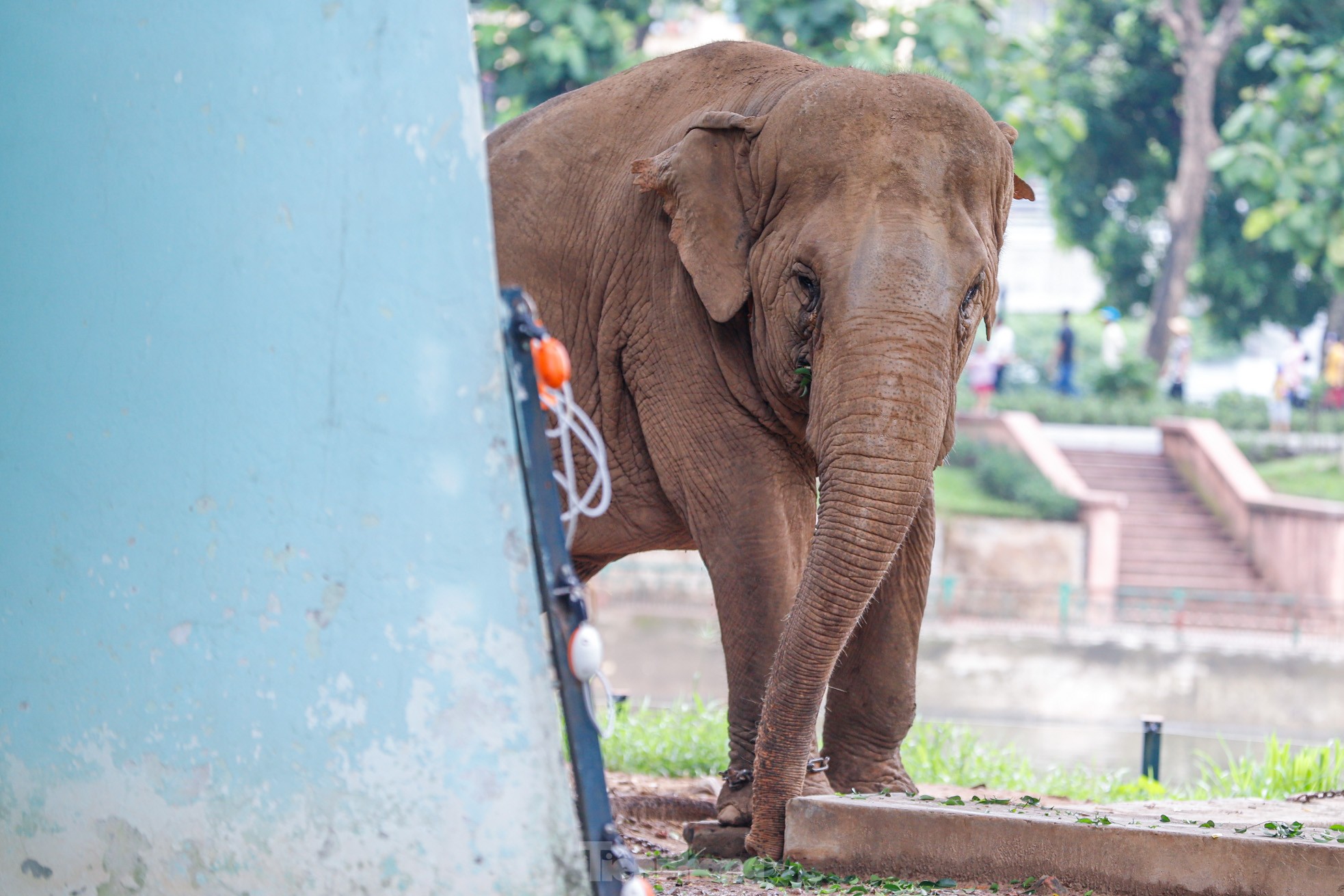 Cận cảnh hai chú voi 'sống khổ' với xiềng xích ở vườn thú Hà Nội - Ảnh 9.