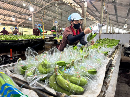 Xuất khẩu nông - thủy sản đang hồi phục - Ảnh 1.