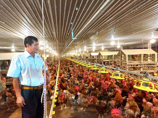 Thành tỷ phú nhờ nuôi gà công nghệ cao - Ảnh 1.