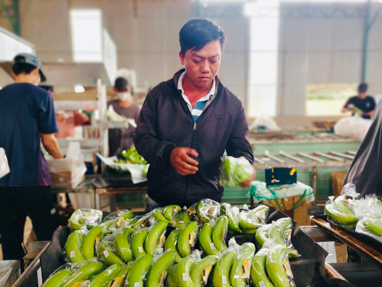 Hoàng Anh Gia Lai chi thưởng 600-800 triệu đồng cho nhân viên theo chế độ đãi ngộ mới, xây dựng thương hiệu riêng Pleiku Sweet cho chuối - Ảnh 3.