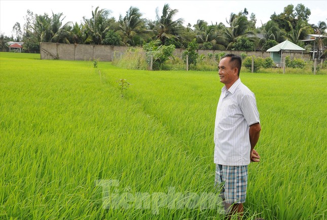 Chưa từng có: Lúa mới được 1 tháng tuổi 'cò' đã đặt cọc - Ảnh 1.